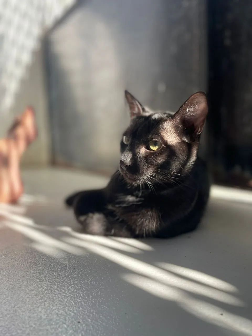 Gato Preto Castrado - Foto 2