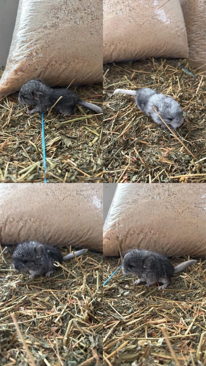 Chinchila
