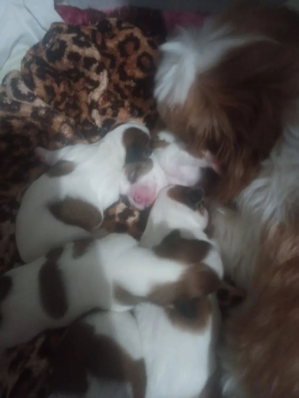 Shih- tzu