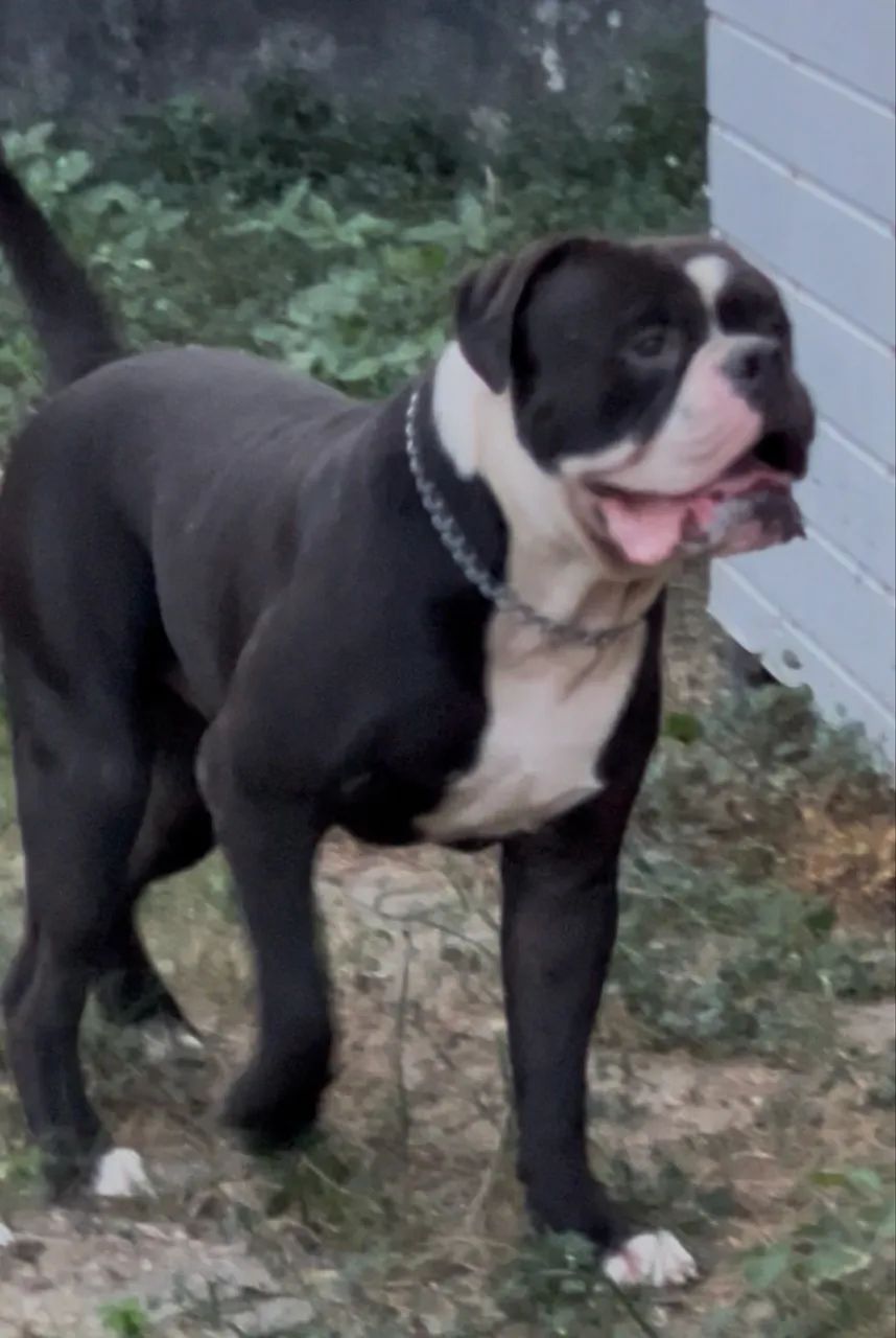 Olde Engles Bulldog  - Foto 2