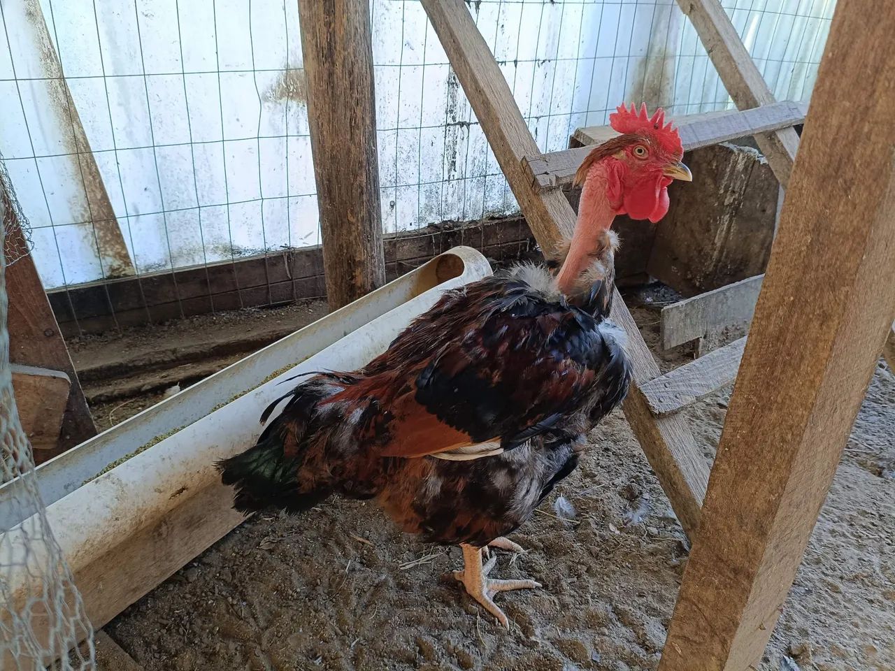 Galo pescoço pelado 