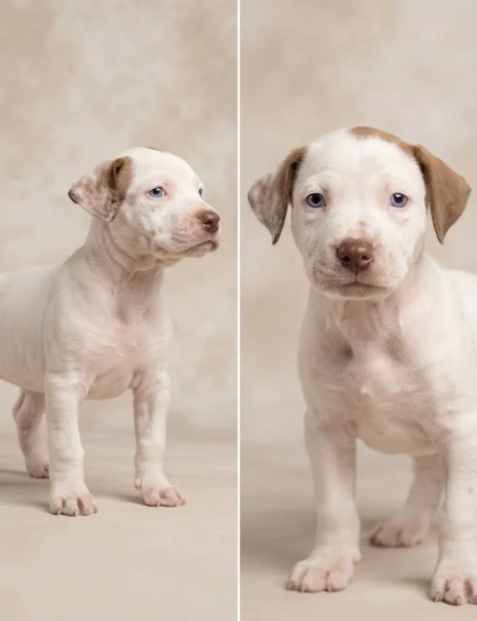 Filhotes d pitbull  - Foto 2