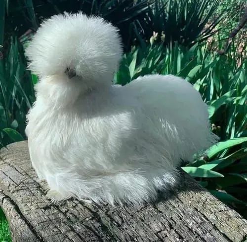 Filhotes de galinha sedosa do Japão  - Foto 3