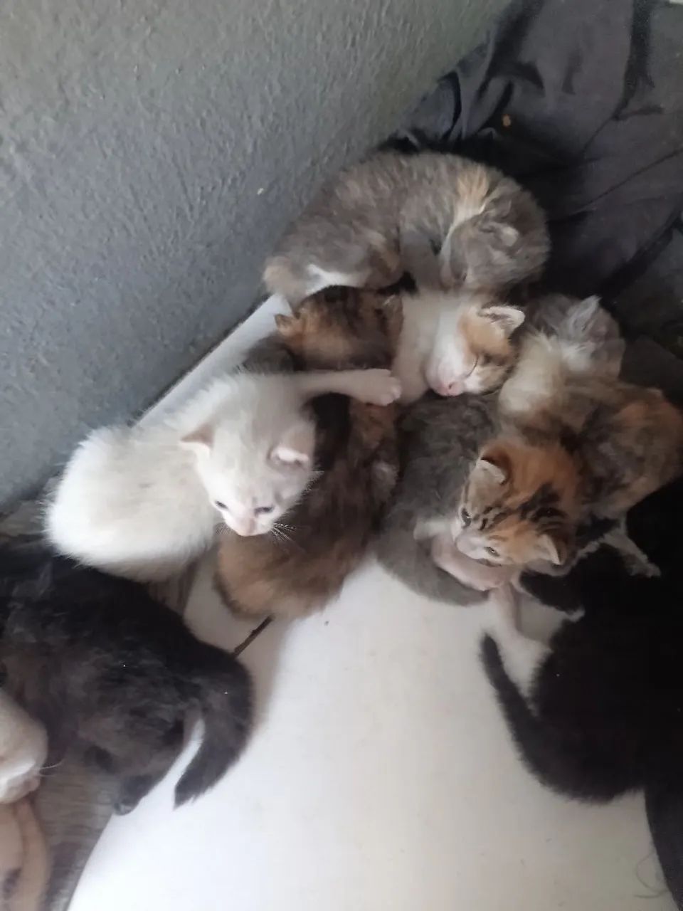 Doação de gatos  - Foto 5