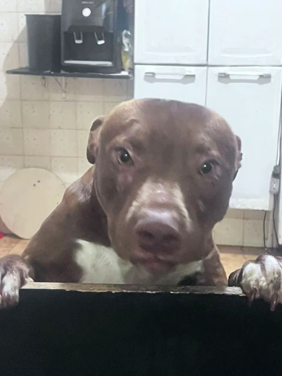 Doação pitbull  - Foto 2