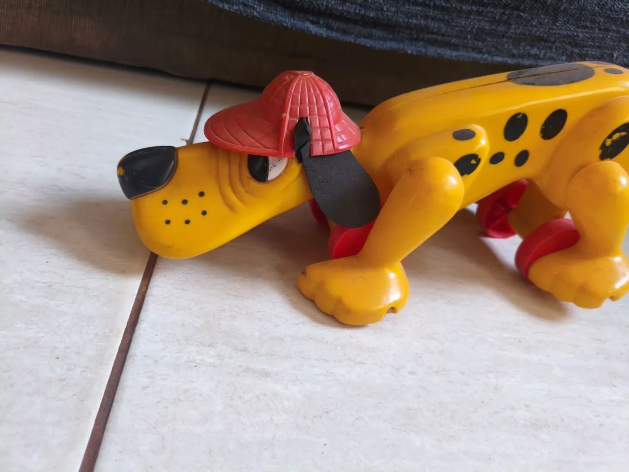 Cachorro Xereta Estrela  - Foto 2