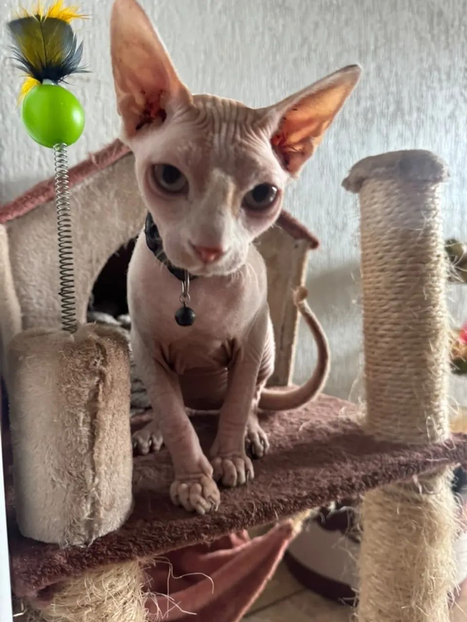 Sphynx Macho - Foto 2