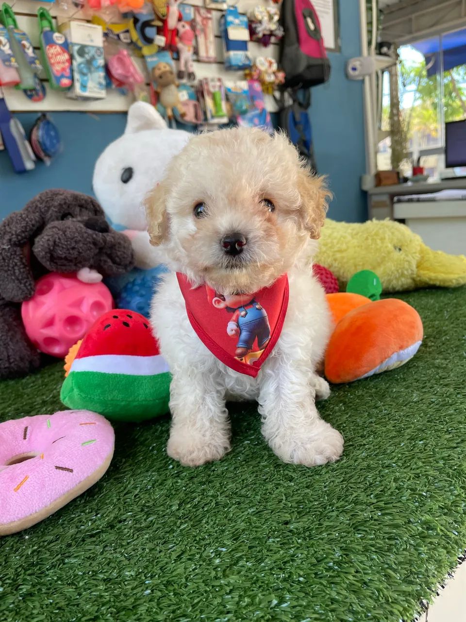 Poodle micro toy macho $2.400,00