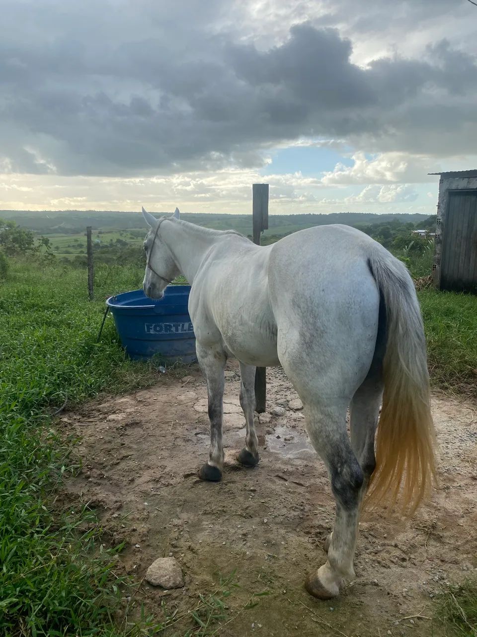 Cavalo QM - Foto 2
