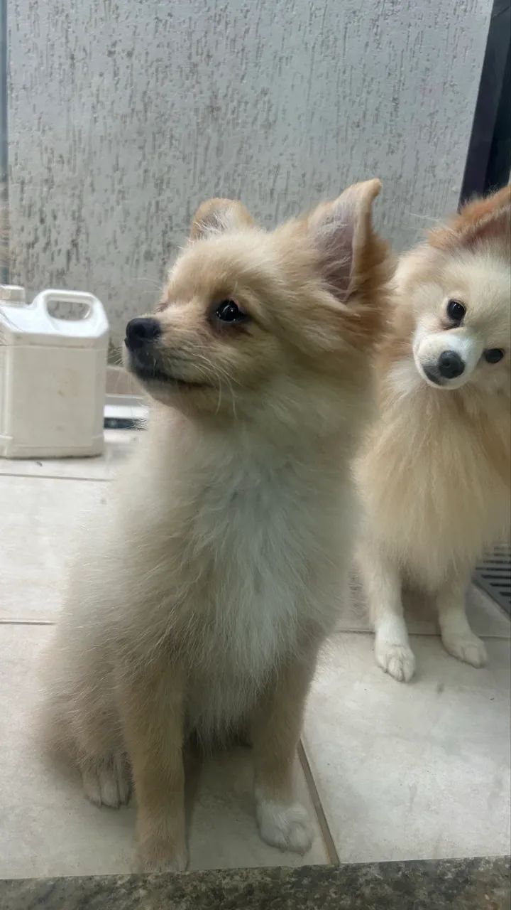 Vende-se Cachorra Fêmea - Lulu da Pomerânia (Spitz Alemão)