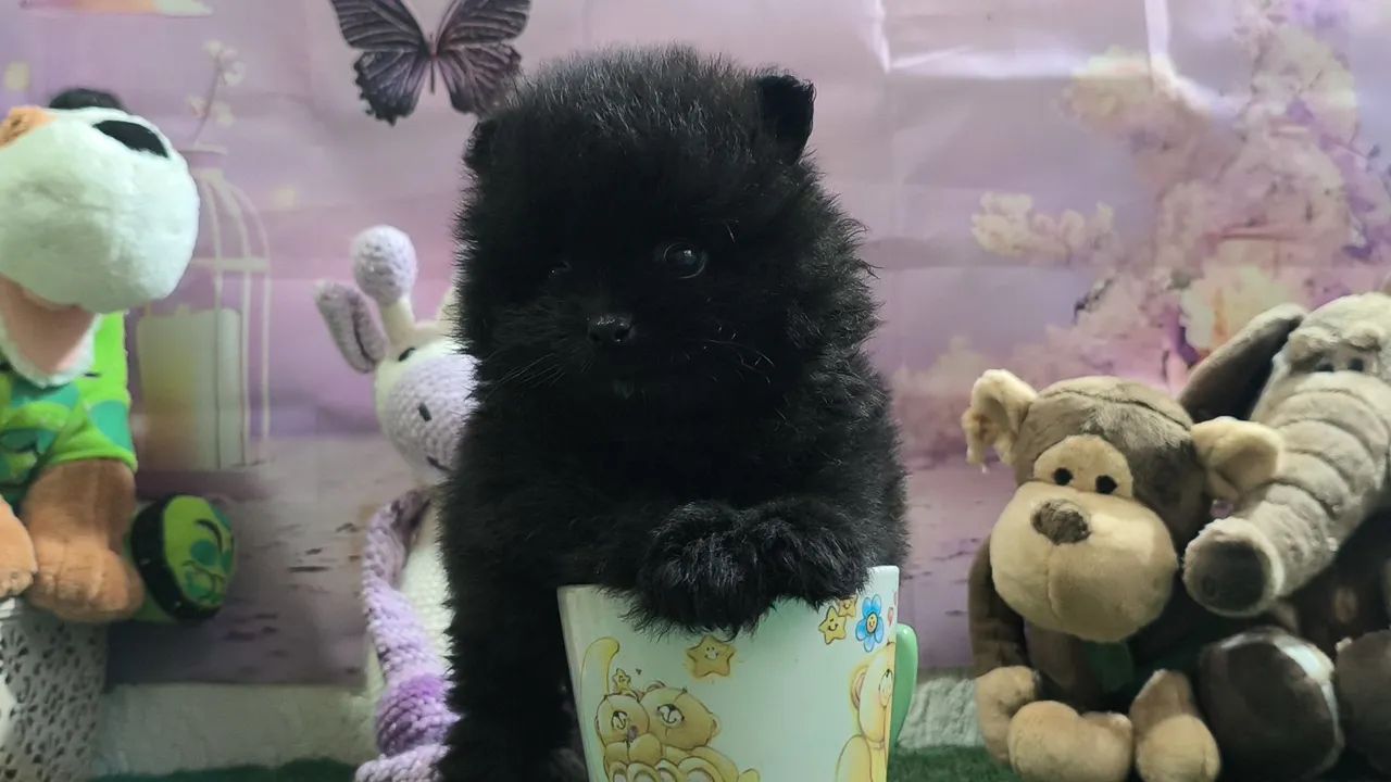 Spitz Alemão  - Foto 3