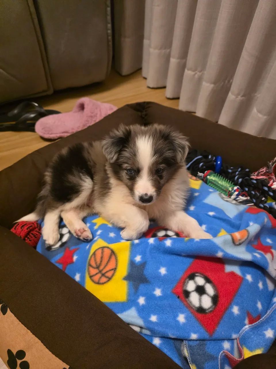 Filhote de boder collie 