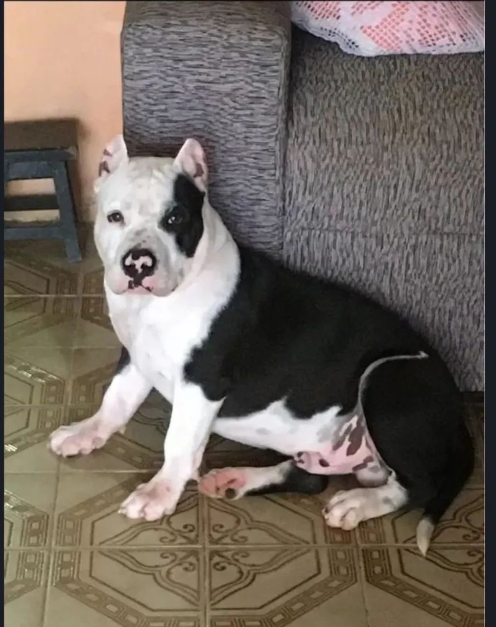 Doação de American bully - Foto 2