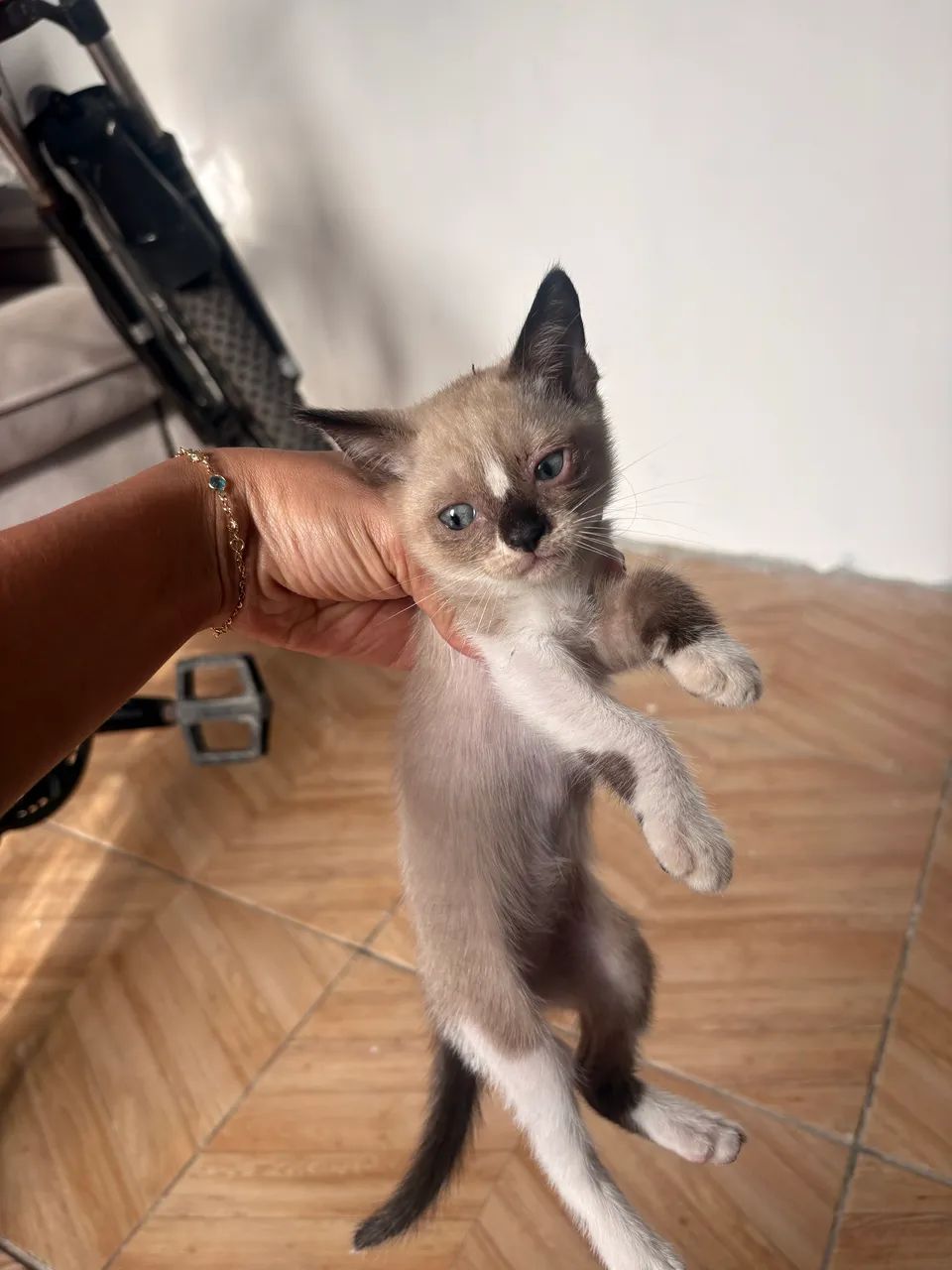 Doação de gatinhas  - Foto 4