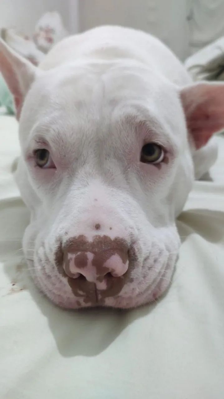 Doação Pitbull dócil - Foto 4