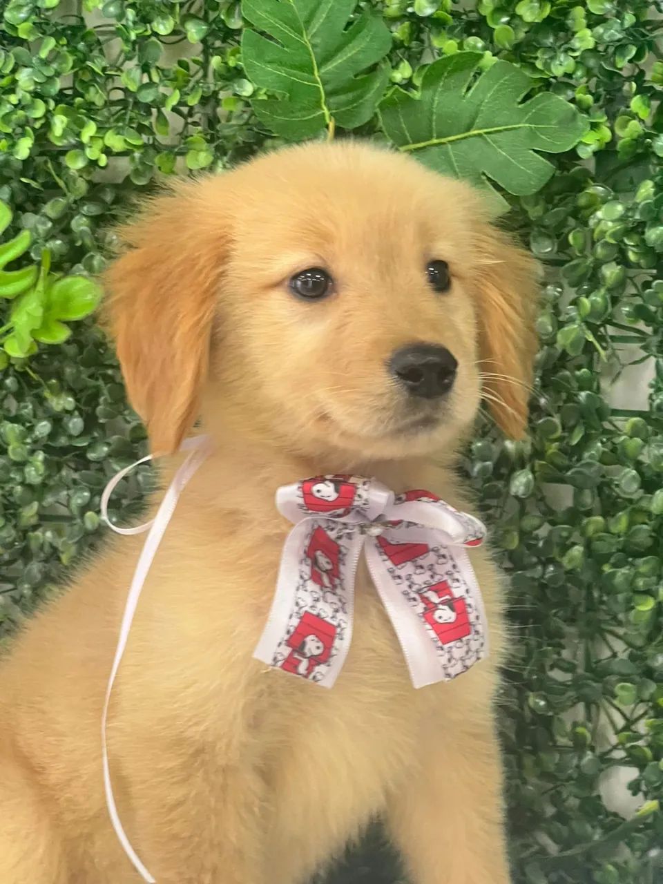 Filhote de Golden Retriever 