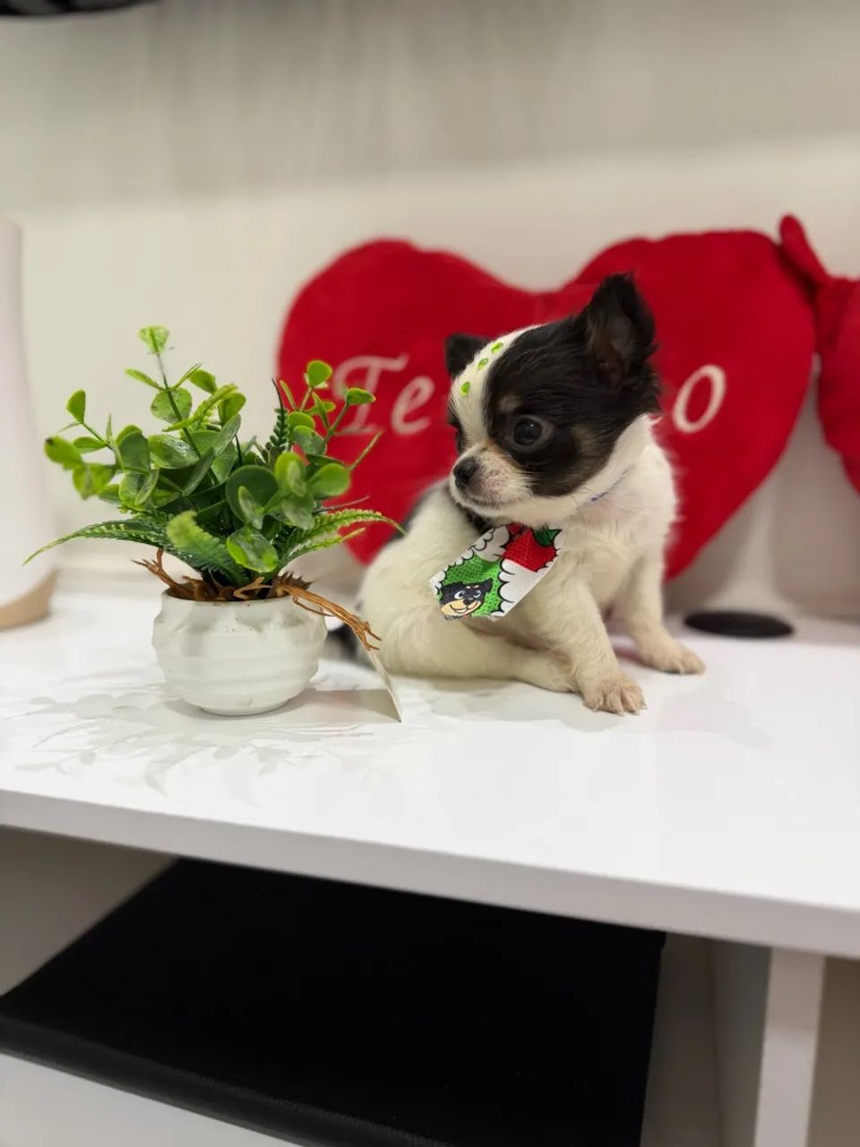 Chihuahuas  - Foto 2