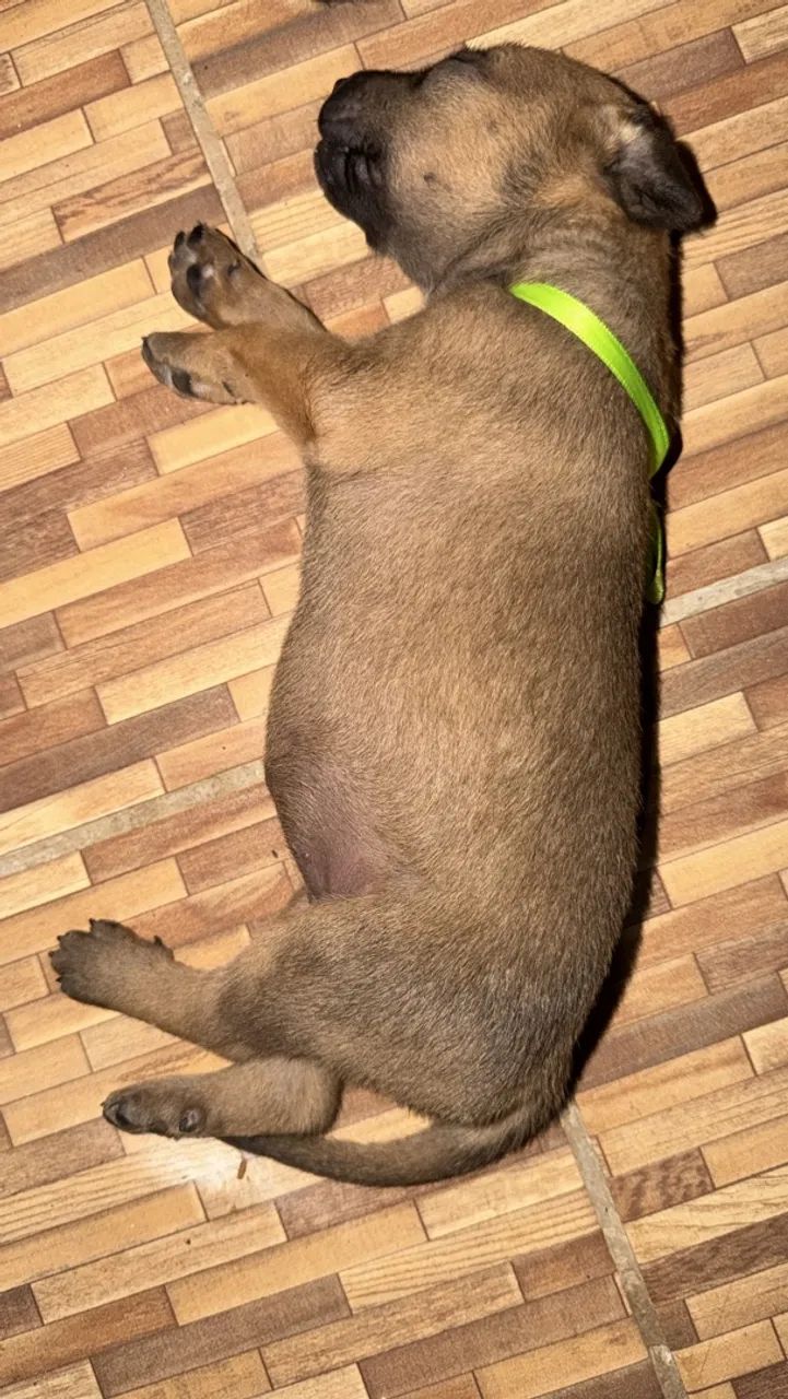 Adoção responsável - Foto 2