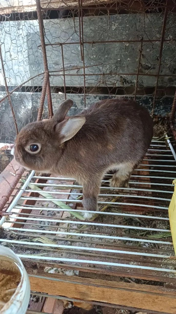 Casal de coelho mine - Foto 5