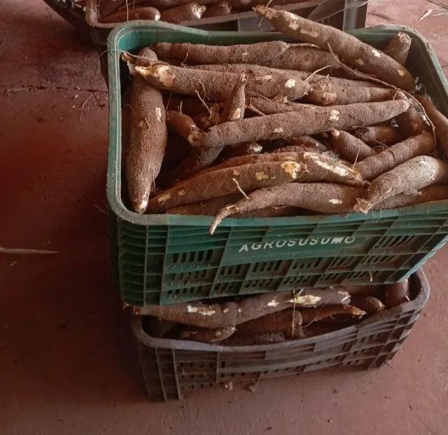 DIRETO DO CAMPO PARA A SUA MESA!  - Foto 4