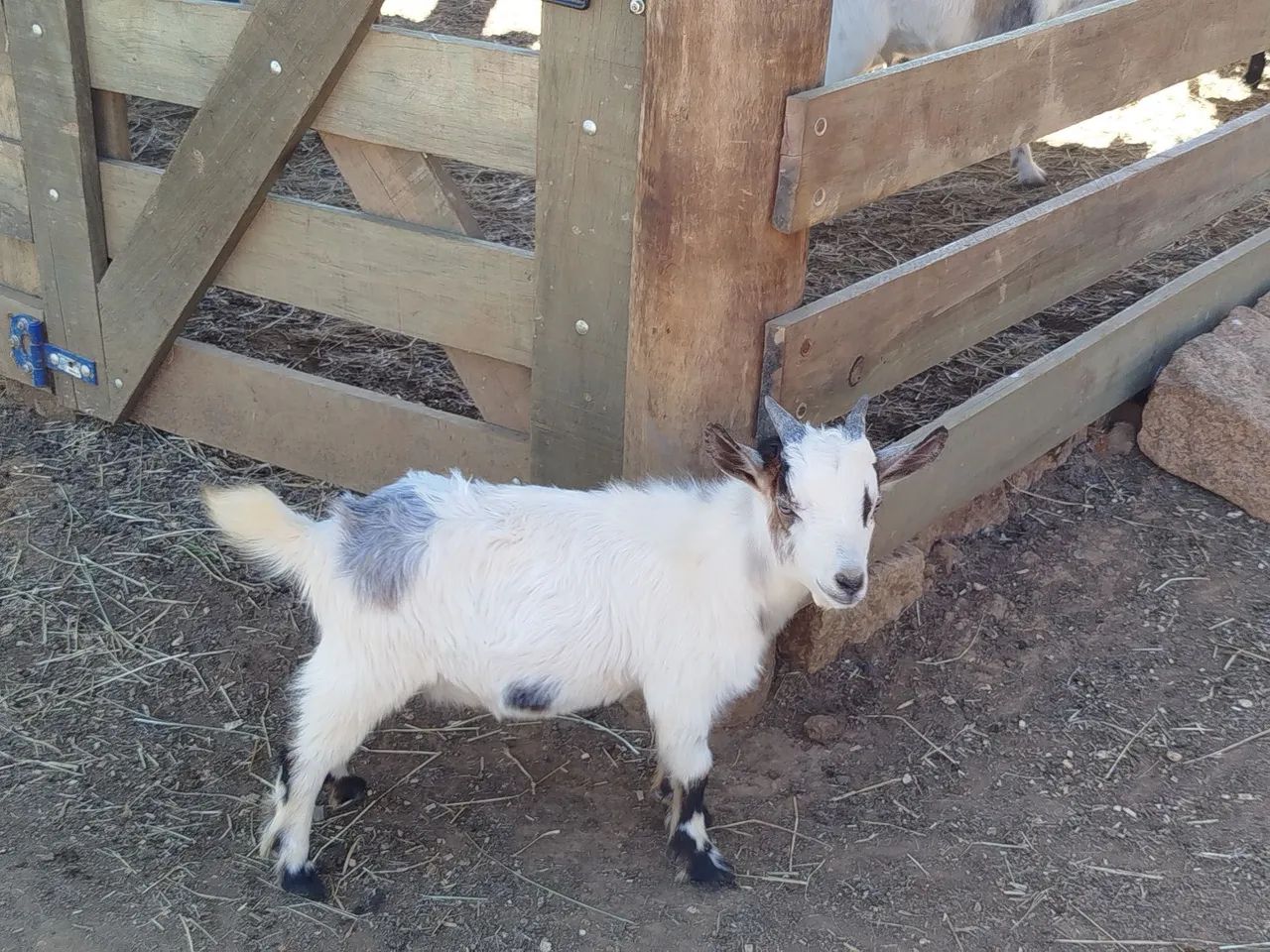 Mini bode mini cabrito - Foto 5