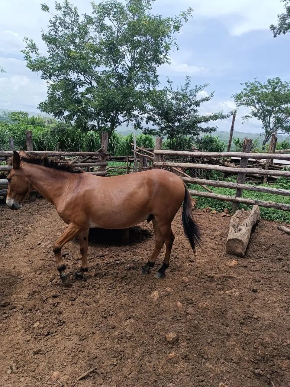 Vendo Burro  - Foto 2
