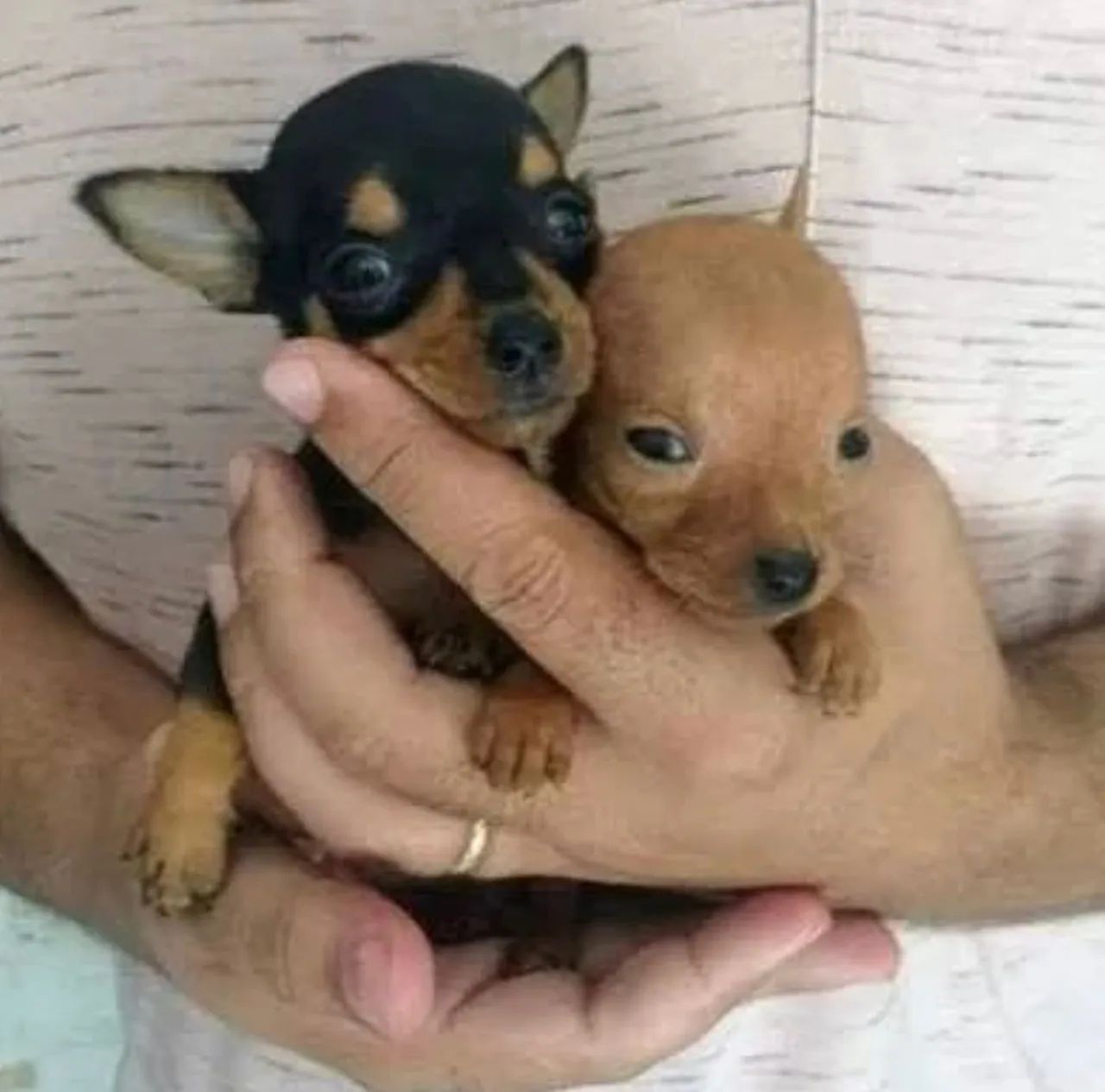 PINSCHER ZERO - Foto 5