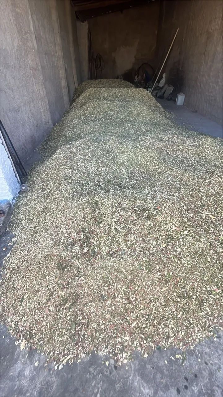 Venda de Silagem - Foto 2