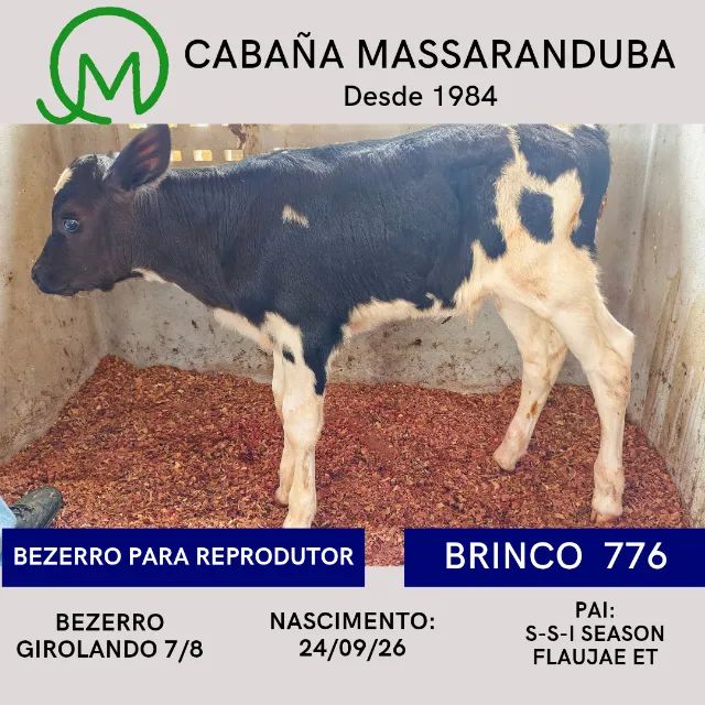 Bezerro para reprodutor 