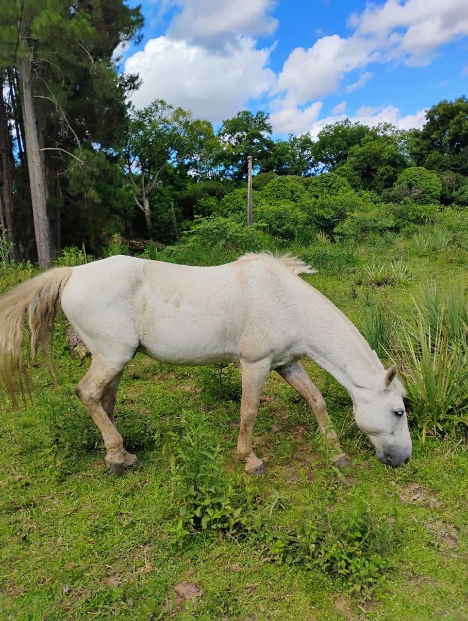 Cavalo Tordilho  - Foto 3