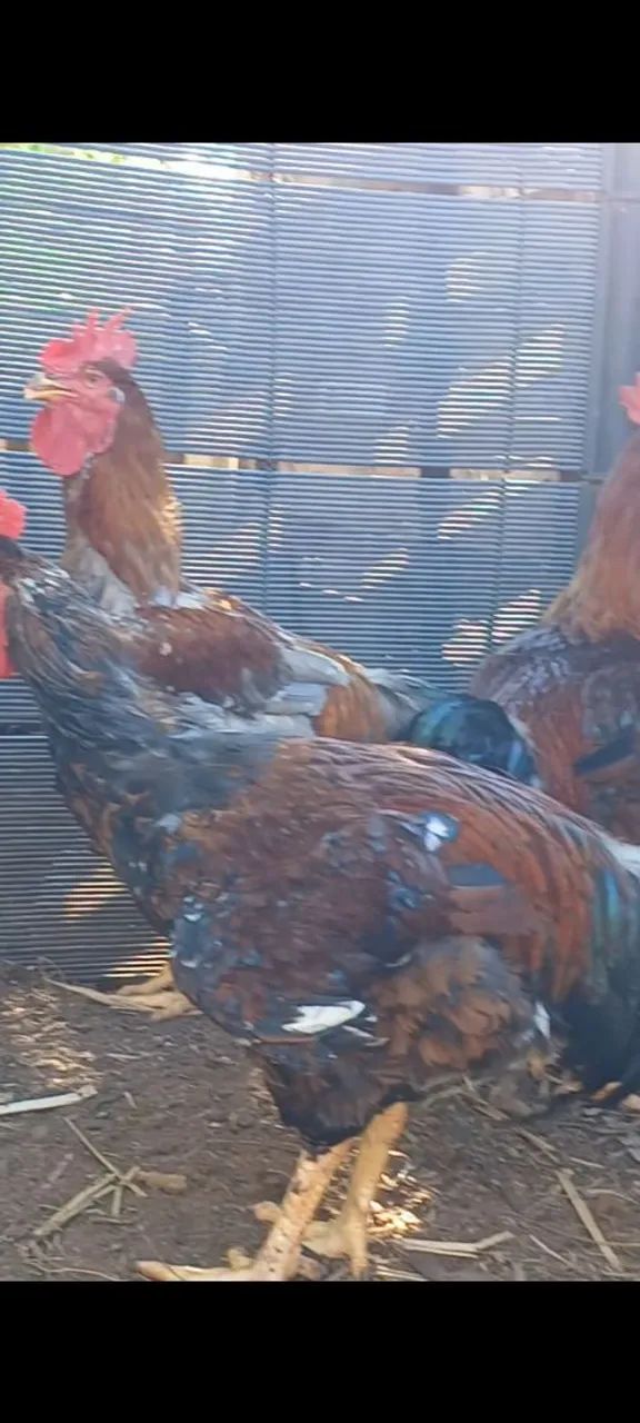 Frangos balão não entrego retirar no local - Foto 4