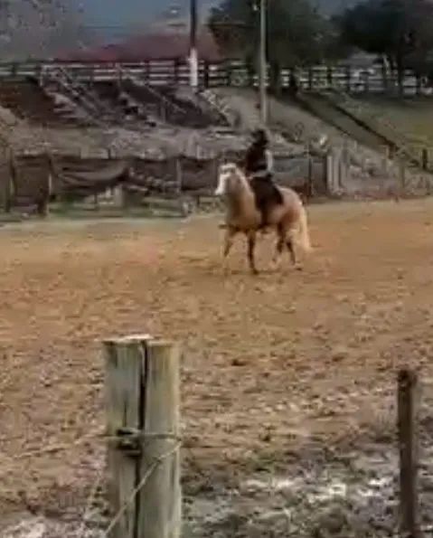 Cavalo  - Foto 2