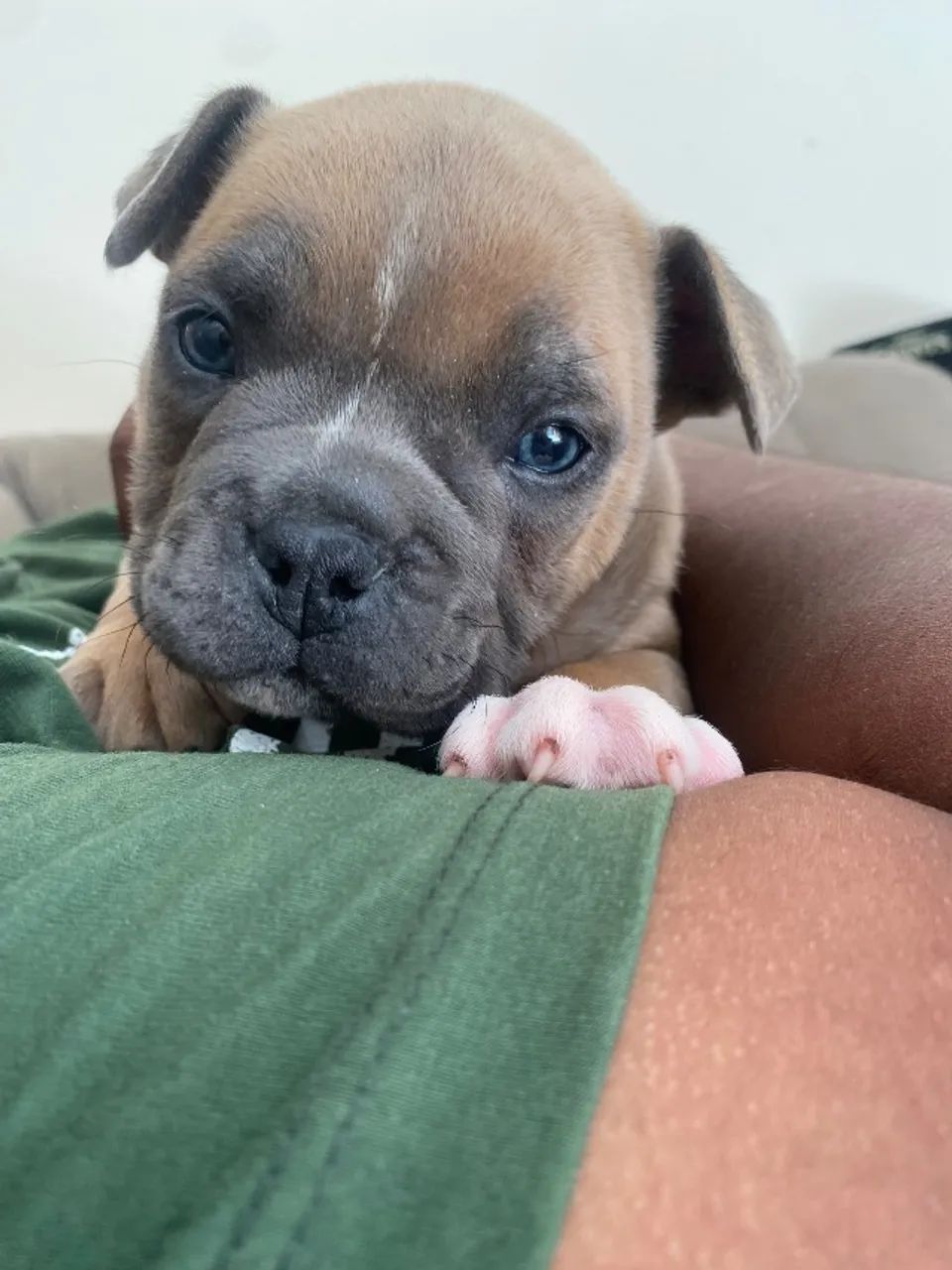 Fêmea de american bully - Foto 2