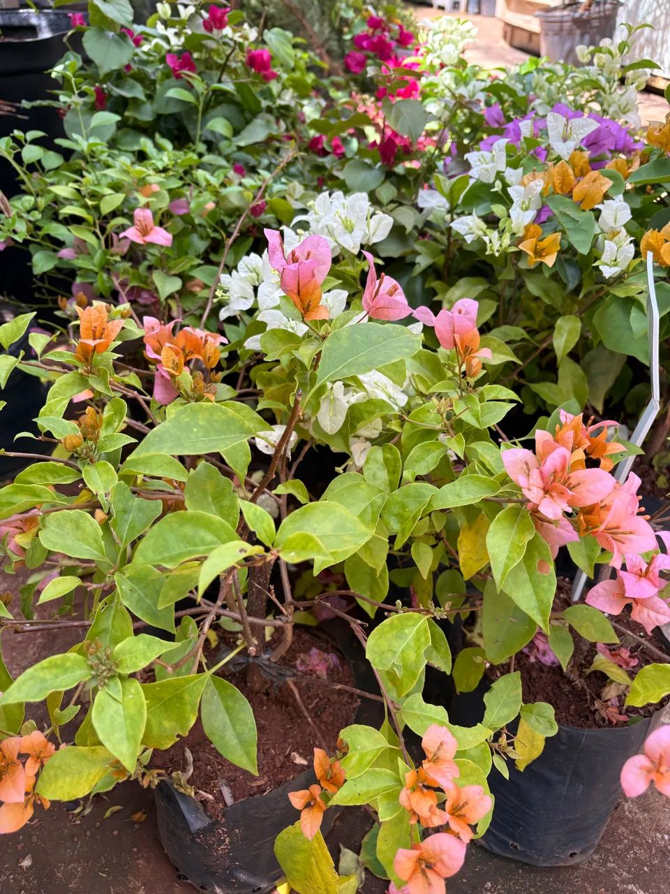 Mudas de Bouganville várias cores - Foto 6