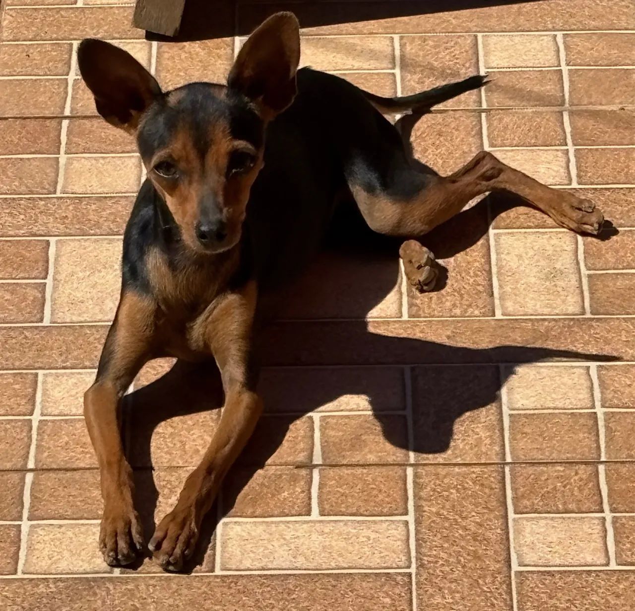 Pinscher - Foto 3