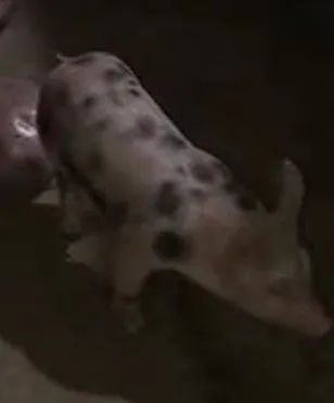 Suínos de raças puras 