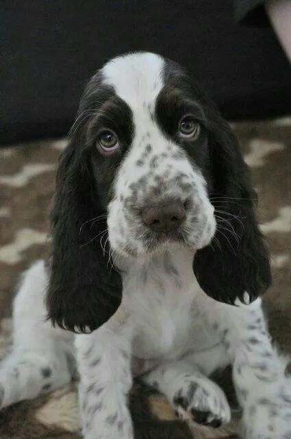 Bebês de Cocker disponíveis  - Foto 2