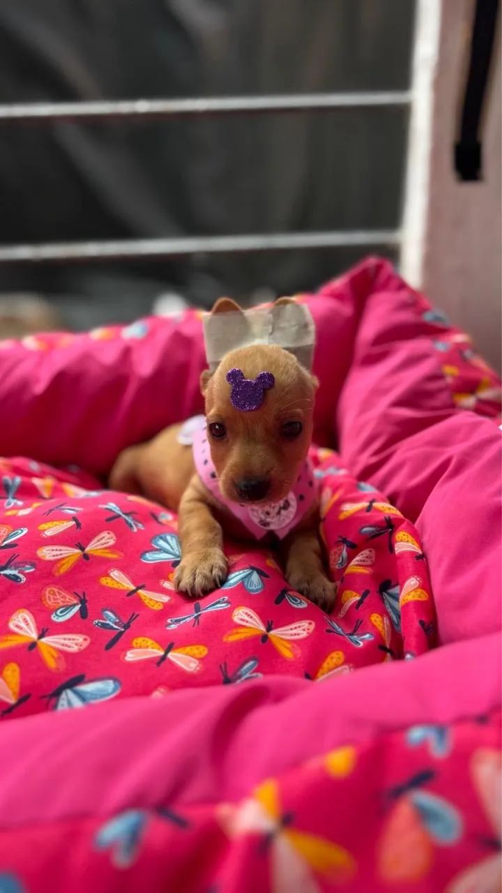 Pinscher macho e fêmea  - Foto 2
