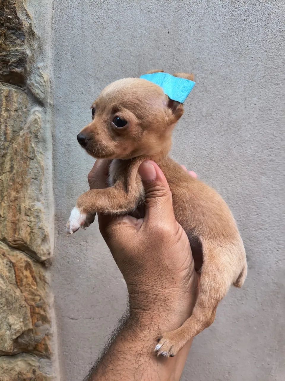 Pinscher 