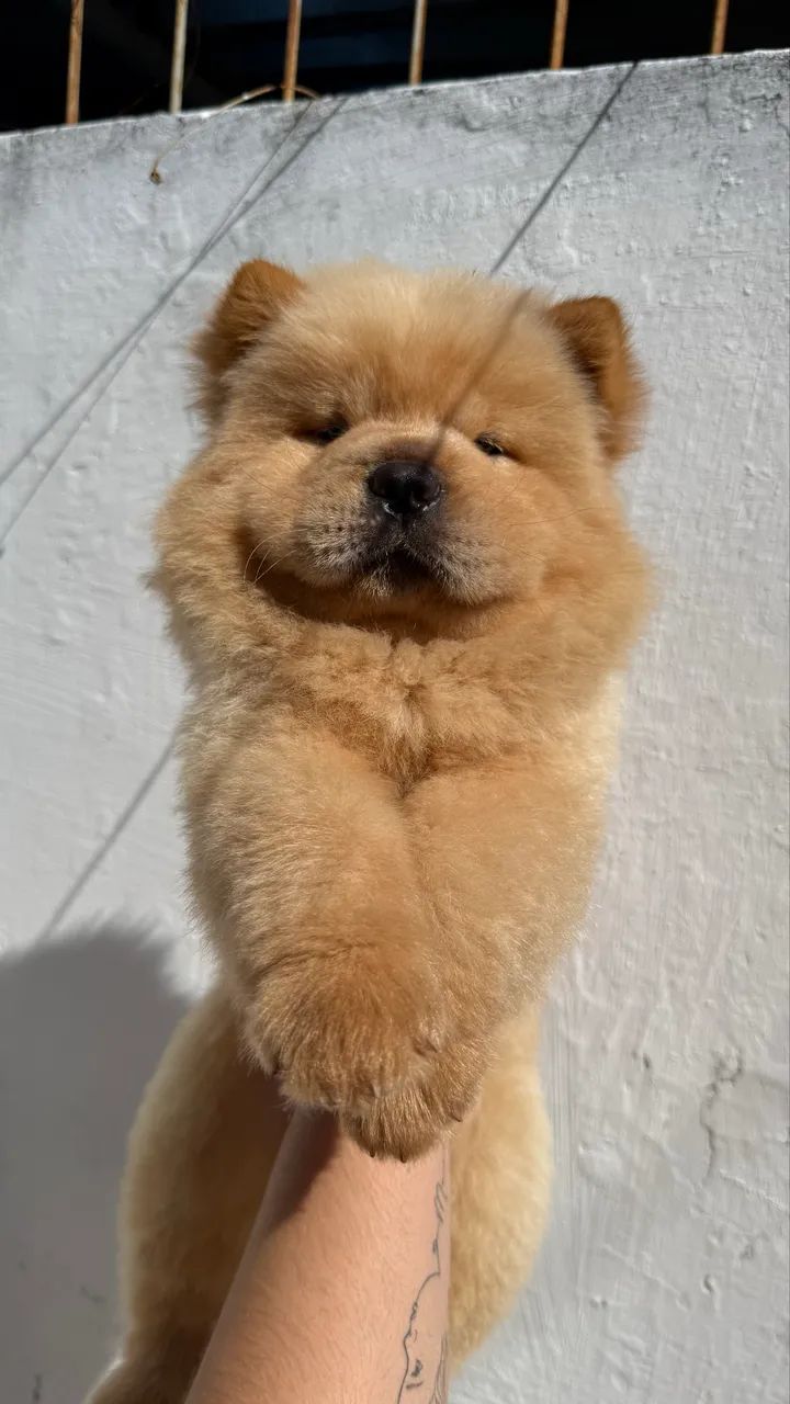 Filhote Chow Chow  - Foto 4