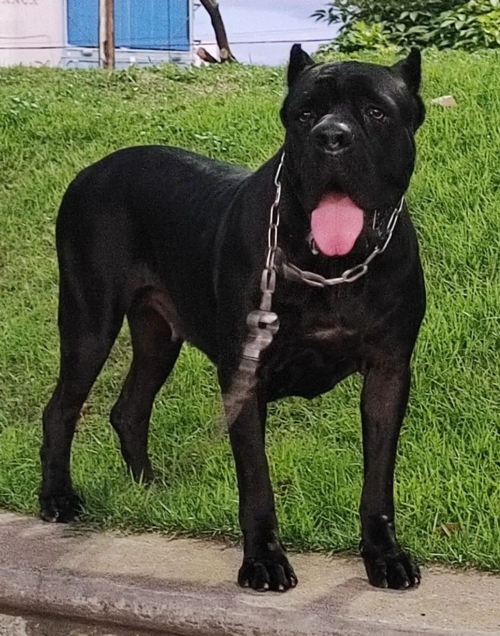 Filhotes de Cane Corso com Pedigree  - Foto 5