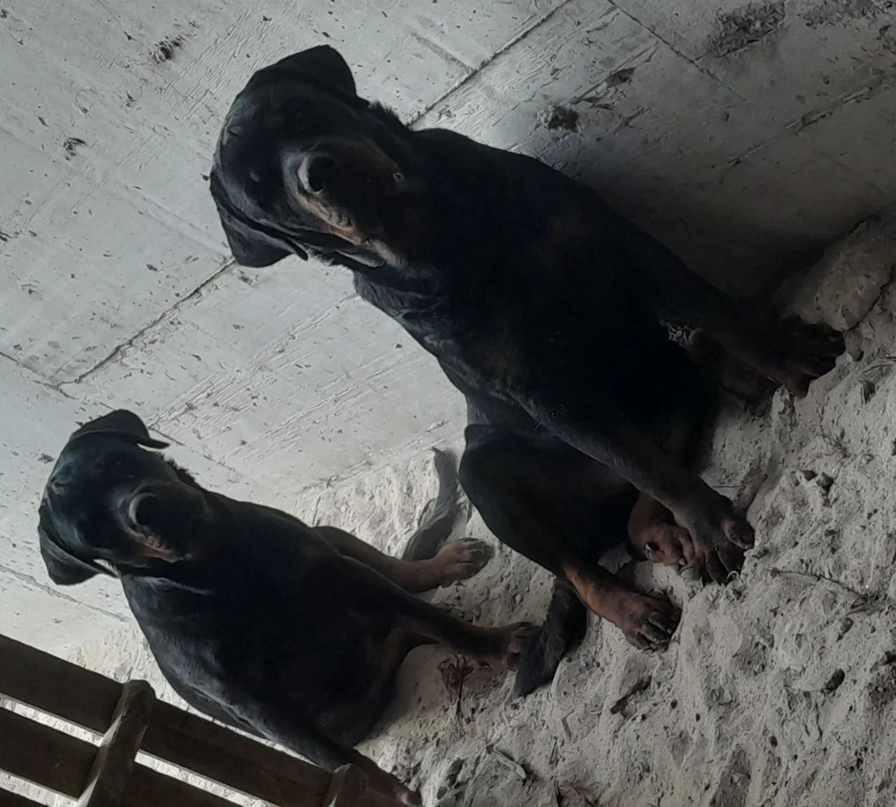 Filhote de Rottweiler  - Foto 2