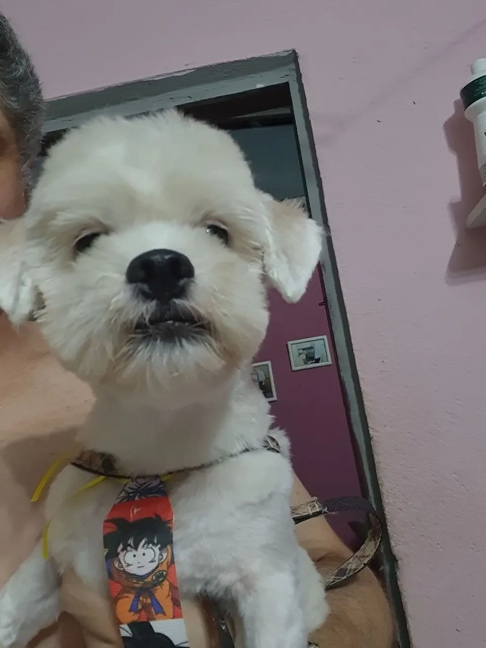 Procurar-se Namorada - Foto 5