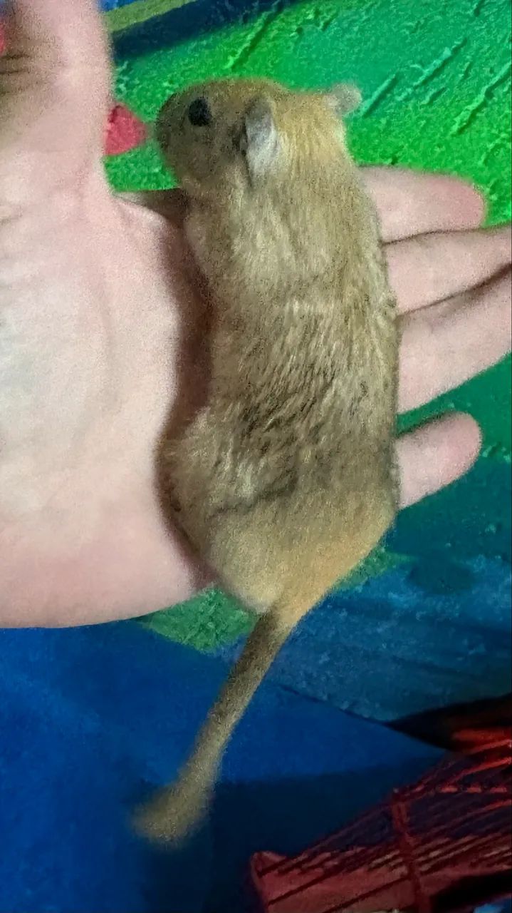 Esquilos da Mongólia Gerbil Nutmeg - Foto 3