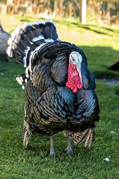 Vendo peru criado com ração e frutas