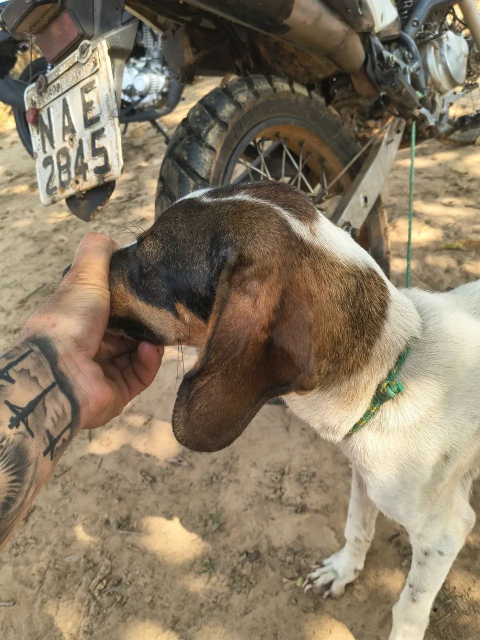 Cachorra americana