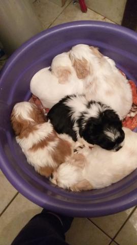 Lhasa apso