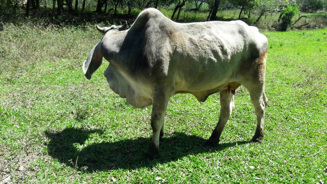 Vende-se novilhas - Foto 2
