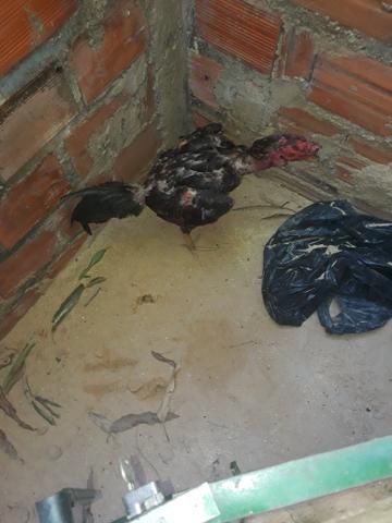Vendo galos de raça 60 reais - Foto 3
