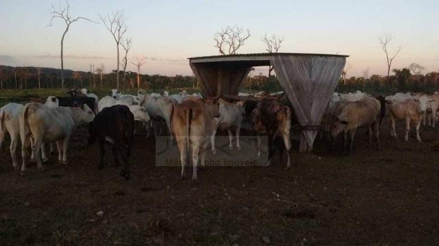 Fazenda à venda, 14520000 m² por r$ 4.500.000 - zona rural - são félix do xingu/pa - Foto 9